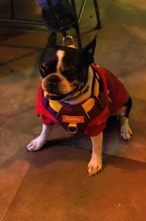 A close-up of a Boston Terrier wearing a red shirt and a harness
